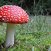 Fly Agaric In The Grass Poster