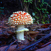 Fly Amanita Poster