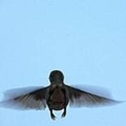 Fly Away Home Little Hummingbird Poster