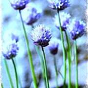 Focus On One Chive With Border Poster