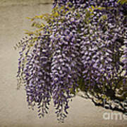 Focus On Wisteria Poster