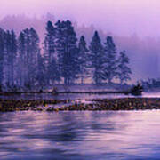 Foggy Morning On The Yellowstone River Poster