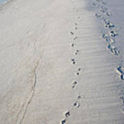 Footprints And Pawprints Poster