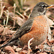 Foraging Robin Poster