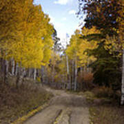 Forest Road In Autumn Poster