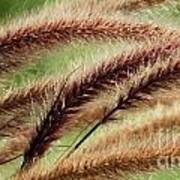 Fountain Grass Two Poster