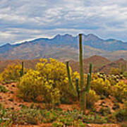 Four Peaks Palo Verde And Saguaros In The Spring Poster