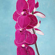 Four Pink Orchids Poster