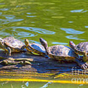 Four Turtles Poster