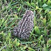 Fowler's Toad In Grass Poster