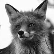 Fox Portrait Poster