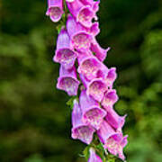 Foxglove Poster