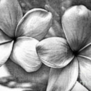 Frangipani In Black And White Poster