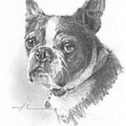 French Bulldog Pencil Portrait Poster