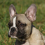 French Bulldog Puppy Poster