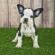 Frenchton Puppy Poster