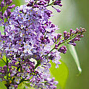 Spring Lilacs Poster