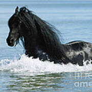 Friesian Horse Poster