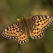 Fritillary Poster