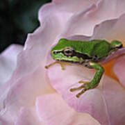 Frog And Rose Photo 3 Poster