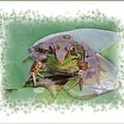 Frog On A Lotus Pad Poster