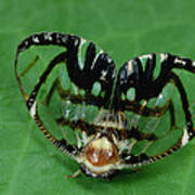 Froghopper Mimicking A Jumping Spider Poster