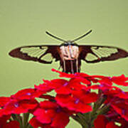 Hummingbird Clearwing Moth Front And Center Poster