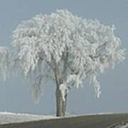 Frost Covered Lone Tree Poster