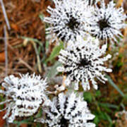 Frosty Buttonweed Poster