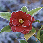 Frosty Camellia Poster
