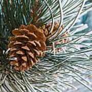 Frosty Pine Needles And Pine Cones Poster