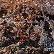 Frosty Spurge Poster