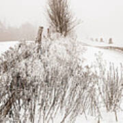 Frozen Fog On A Hedgerow - Bw Poster