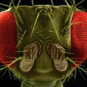 Fruit Fly Head Poster