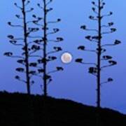Full Moon And Agave Trees Poster