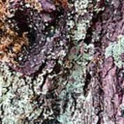 Fungus Bark Purple Poster