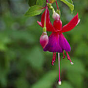 Fuschia Flower Poster