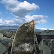 Galapagos Fur Seal Bull Fernandina Poster