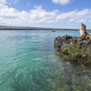 Galapagos Sea Lion Elizabeth Bay Poster
