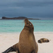 Galapagos Sea Lions Gardner Bay Poster