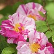 Gallic Rose (rosa 'rosa Mundi') In Flower Poster