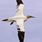 Gannet . Poster