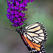 Garden Monarch Poster