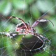 Garden Spider Poster