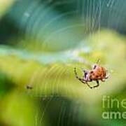 Garden Spider Orbweaver Poster