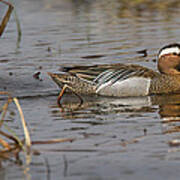 Garganey In Wisconsin Poster