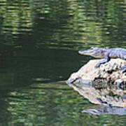 Gator On A Rock Poster