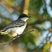 Gazing Eastern Kingbird Poster