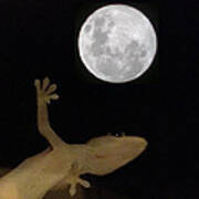 Gecko Moon Poster