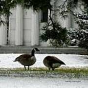 Geese In Snow Poster